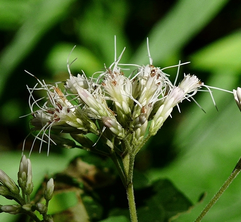 {Eutrochium purpureum}